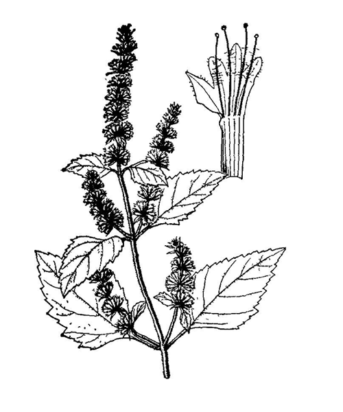 Natural compounds from  Pogostemon cablin
